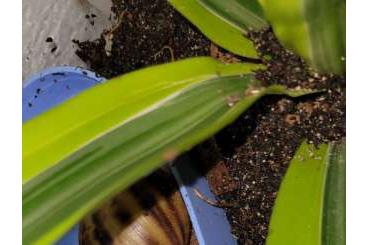 Schnecken kaufen und verkaufen Foto: Archachatina marginata Ovums 