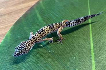 Geckos kaufen und verkaufen Foto: Leopardgecko Weibchen Mix Eublepharis Super G./ Super Hypo Tan/fuscus