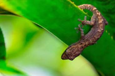 Geckos kaufen und verkaufen Photo: SUCHE Jungferngeckos und Tokehs 