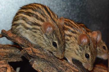 Exotische Säuger kaufen und verkaufen Foto: Suche diverse Exotische Mäuse 