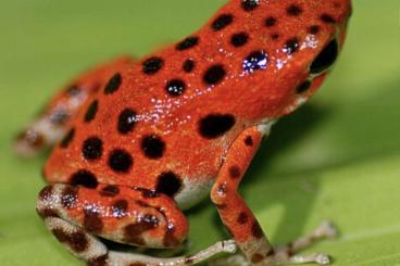 Poison dart frogs kaufen und verkaufen Photo: Abzugeben : Oophaga Pumilio / Erdbeerfröschchen
