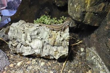andere Echsen kaufen und verkaufen Foto: Buntes Maskenleguan-Weibchen in liebevolle Hände abzugeben andere Echsen kaufen und verkaufen Foto: Buntes Maskenleguan-Weibchen in liebevolle Hände abzugeben