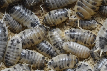 Insects kaufen und verkaufen Photo: Porcellio laevis (Panda Asseln)