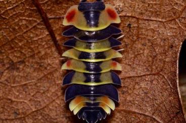 Krebstiere terrestrisch  kaufen und verkaufen Foto: Merulanella / Ardentiella diffrent species ver. Arten