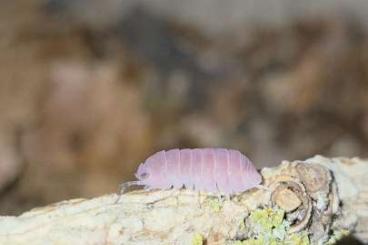 Krebstiere terrestrisch kaufen und verkaufen Photo: Cubaris sp "cherry blossom" assel asseln Isopoda isopod Krebstiere terrestrisch kaufen und verkaufen Photo: Cubaris sp "cherry blossom" assel asseln Isopoda isopod