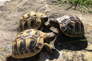 Landschildkröten kaufen und verkaufen Foto: Griechische und Vierzehenlandschildkröten mit Cites