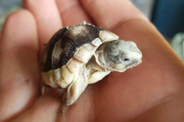 Landschildkröten kaufen und verkaufen Foto: Breitrandschildkröten Landschildkröten