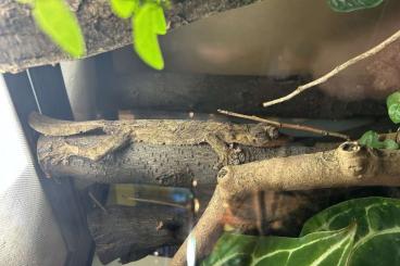 Geckos kaufen und verkaufen Foto: 1.0 Uroplatus Henkeli (Blattschwanzgecko) Geckos kaufen und verkaufen Foto: 1.0 Uroplatus Henkeli (Blattschwanzgecko)