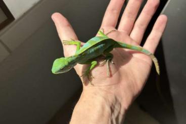 Echsen kaufen und verkaufen Foto: 1.0 Brachylophus Fasciatus Echsen kaufen und verkaufen Foto: 1.0 Brachylophus Fasciatus