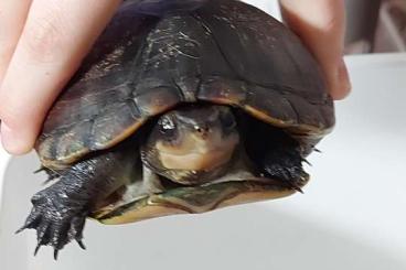 Schildkröten  kaufen und verkaufen Foto: Wasserschildkröte (Kinosternon leucostomum) abzugeben