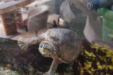 Schildkröten  kaufen und verkaufen Foto: Moschusschildkröte incl.  Aquarium und Zubehör 