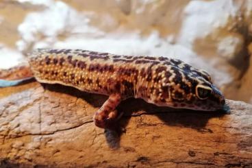 Geckos kaufen und verkaufen Foto: 3 Leopardengeckos inkl. Terrarium 