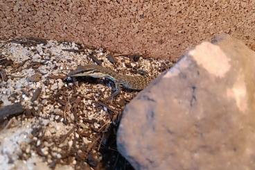 Monitor lizards kaufen und verkaufen Photo: Varanus Glauerti Jungtier abzugeben unsexed