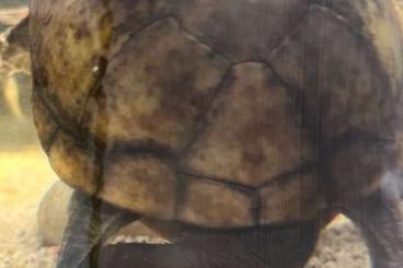 Schildkröten  kaufen und verkaufen Foto: Rotwangen-Klappschildkröte mit/ohne Aquarium und Zubehör Schildkröte