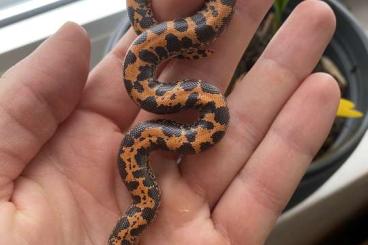 Snakes kaufen und verkaufen Photo: Sandboa - Eryx colubrinus loveridgei Snakes kaufen und verkaufen Photo: Sandboa - Eryx colubrinus loveridgei