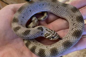 Nattern ungiftige kaufen und verkaufen Foto: Heterodon nasicus - Hakennasennatter Nattern ungiftige kaufen und verkaufen Foto: Heterodon nasicus - Hakennasennatter