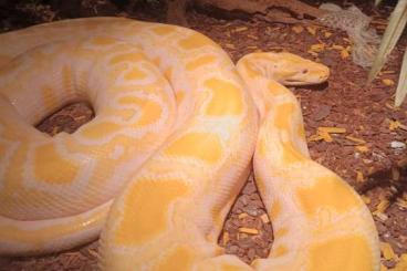 Pythons kaufen und verkaufen Photo: Adult burmese pythons for sale