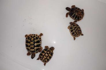 Schildkröten  kaufen und verkaufen Foto: Tortoise Thb from 2017 to 2020