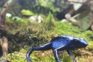 Pfeilgiftfrösche kaufen und verkaufen Foto: Dendrobaten tinctorius azureus 