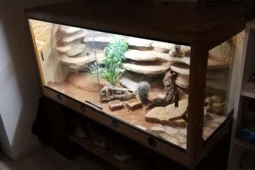 Geckos kaufen und verkaufen Foto: 2 Leopardgecko Weibchen inkl Terrarium