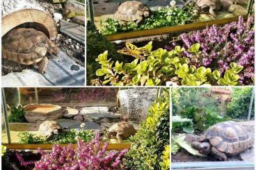 Tortoises kaufen und verkaufen Photo: Zwei Breitrandschildkröten zu verkaufen