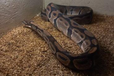 Schlangen kaufen und verkaufen Foto: Verschiedene Schlangen zur Abgabe auch Giftschlangen