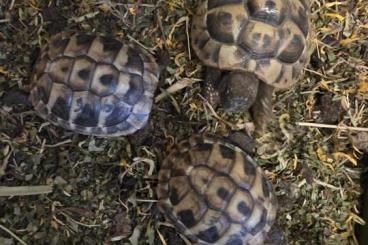 Landschildkröten kaufen und verkaufen Foto: 3 Landschildkröten von 2024 und 2020 Landschildkröten kaufen und verkaufen Foto: 3 Landschildkröten von 2024 und 2020