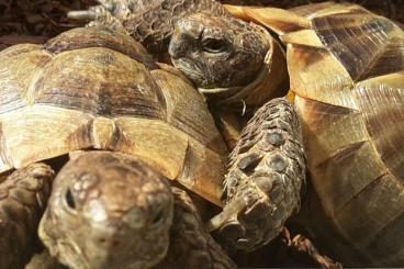 Tortoises kaufen und verkaufen Photo: Biete Testudo Graeca / Maurische Landschildkröten 