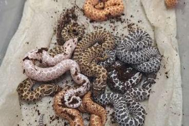 Nattern ungiftige kaufen und verkaufen Foto: 2025 Heterodon nasicus / hognose offspring Nattern ungiftige kaufen und verkaufen Foto: 2025 Heterodon nasicus / hognose offspring