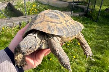 Tortoises kaufen und verkaufen Photo: Maurische Landschildkröte männlich