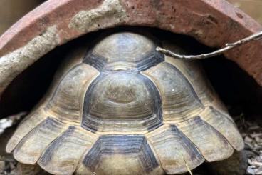 Tortoises kaufen und verkaufen Photo: Testudo Graeca Ibera - Maurische Landschildkröte adult 3.2