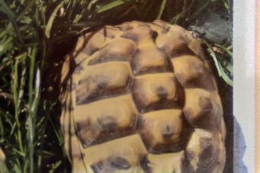 Landschildkröten kaufen und verkaufen Foto: Biete zwei männliche Landschildkröten