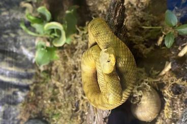 Giftschlangen kaufen und verkaufen Foto: 0.1 Vipera ammodytes „montenegro“