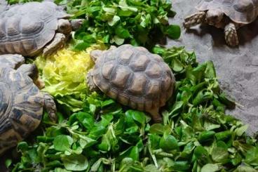 Landschildkröten kaufen und verkaufen Foto: Centrochelys Sulcata- Spornschildkröten 