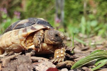 Landschildkröten kaufen und verkaufen Foto: Testudo Marginata Nachzuchten aus 2020 und 2021