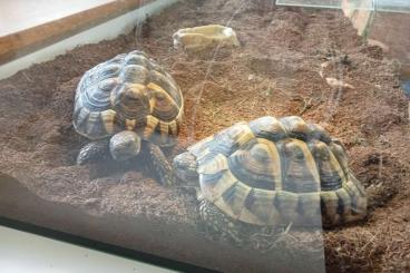 Landschildkröten kaufen und verkaufen Foto: Zwei weibl. Griechische Landschildkröten