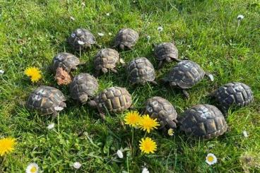 Landschildkröten kaufen und verkaufen Foto: Griechische Landschildkröte