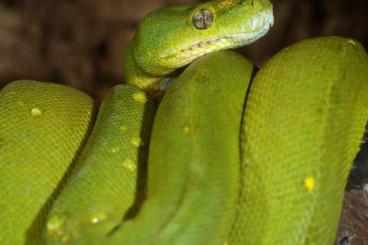 Snakes kaufen und verkaufen Photo: Suche 1.0 Baumpython Typ Biak oder mit Mitephase