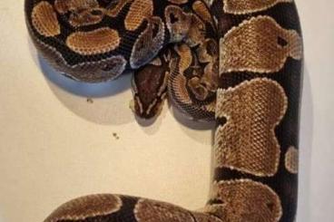 Ball Pythons kaufen und verkaufen Photo: Python Regius  abzugeben 