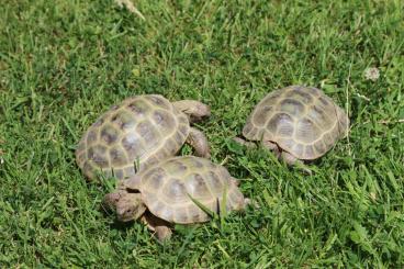 Landschildkröten kaufen und verkaufen Foto: Vierzehen- / Steppenschildkröten/ horsfildii aus eigener NZ abzugeben