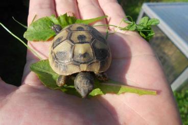 Landschildkröten kaufen und verkaufen Foto: Griechische Landschildkröten THB, eigene NZ aus 2020 - 2022 ab 60 €