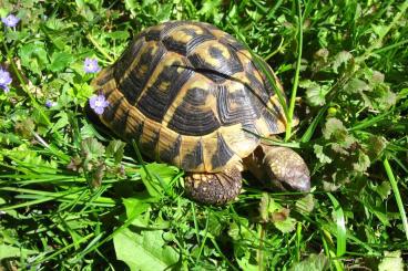Tortoises kaufen und verkaufen Photo: Griechische Landschildkröten, adult, THB