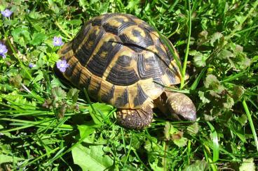 Landschildkröten kaufen und verkaufen Foto: Griechische Landschildkröten, adult, THB