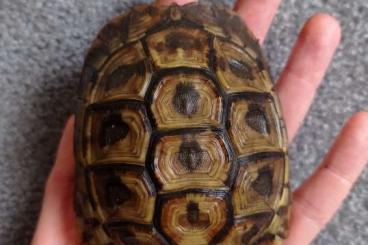 Landschildkröten kaufen und verkaufen Foto: Griechische Landschildkröte Testudo Hermanni Hercegovinensis