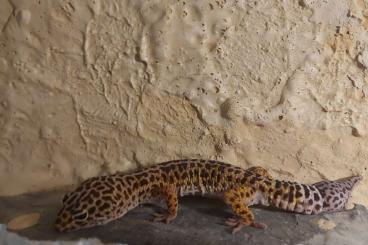 Geckos kaufen und verkaufen Photo: Geckos leopard zu verschenken 
