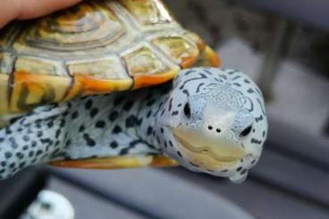 Sumpfschildkröten kaufen und verkaufen Foto: Malaclemys terrapin centrata female Sumpfschildkröten kaufen und verkaufen Foto: Malaclemys terrapin centrata female