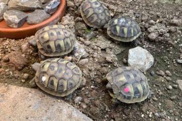 Landschildkröten kaufen und verkaufen Foto: Griechische Landschildkröten THB Schlupf 2023