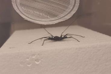Spinnen und Skorpione kaufen und verkaufen Foto: Biete Geißelspinnen (Damon medius) DNZ 2024