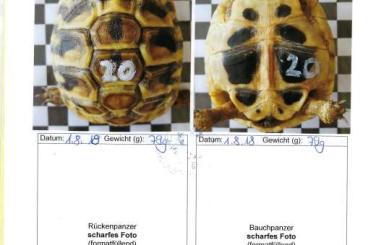 Schildkröten  kaufen und verkaufen Foto: Griechische Landschildkröten Männlich 7 bis 9 Jahre alt
