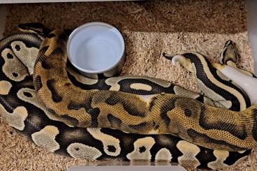 Schlangen kaufen und verkaufen Foto: Python Regius  Breeder Animals
